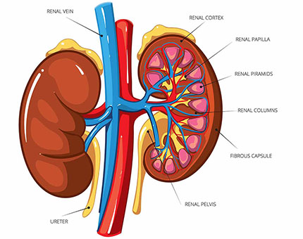 renal failure/kidney failure